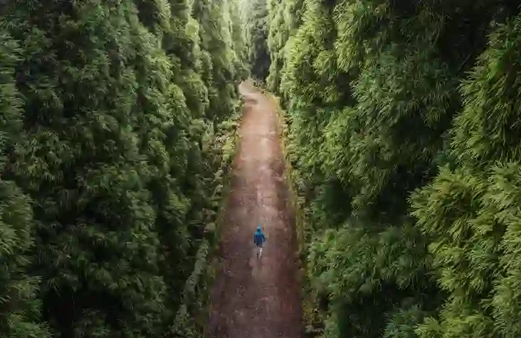 Person walking alone on a dirt road surrounded by green trees
