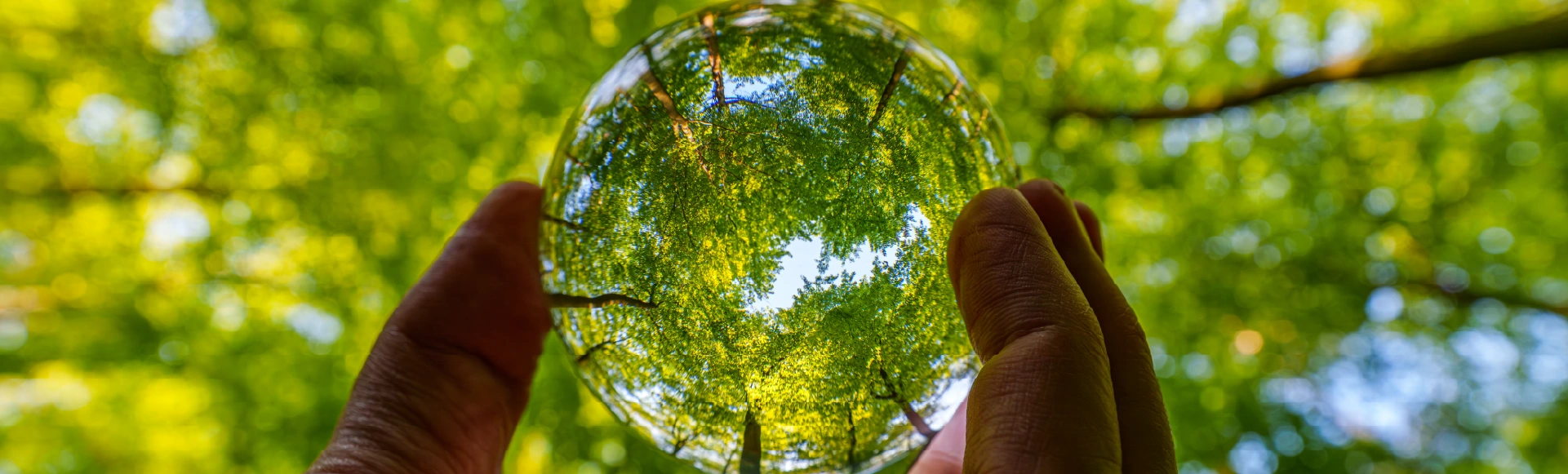 Person holding a translucent sphere reflecting a lush green forest.