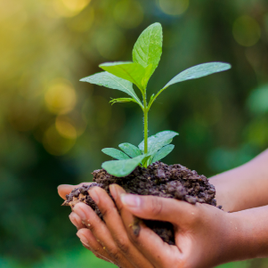 Hands gently cradle a small plant with green leaves, growing from a clump of soil, against a blurred outdoor background with soft, warm lighting.