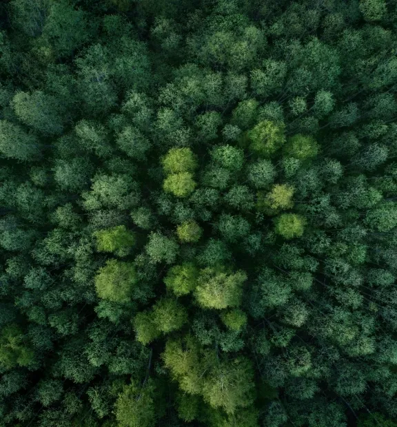 Top view of a dense forest representing TP’s Citizen of the Planet commitment.