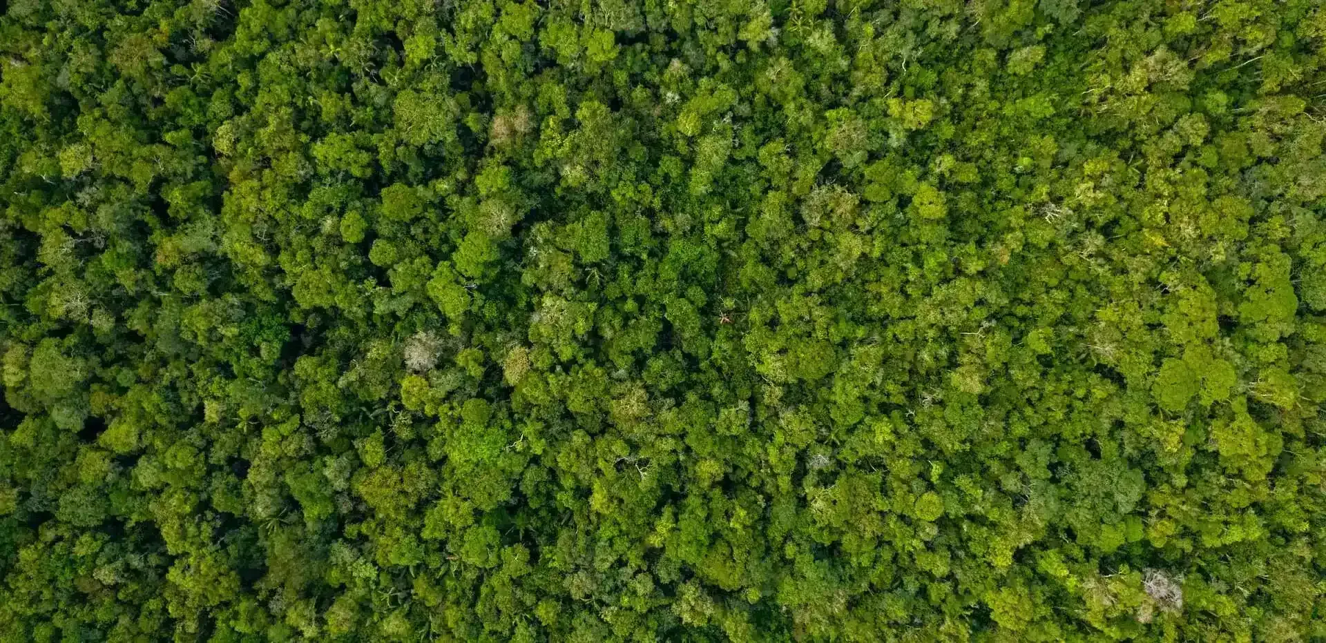 Aerial view of a dense forest