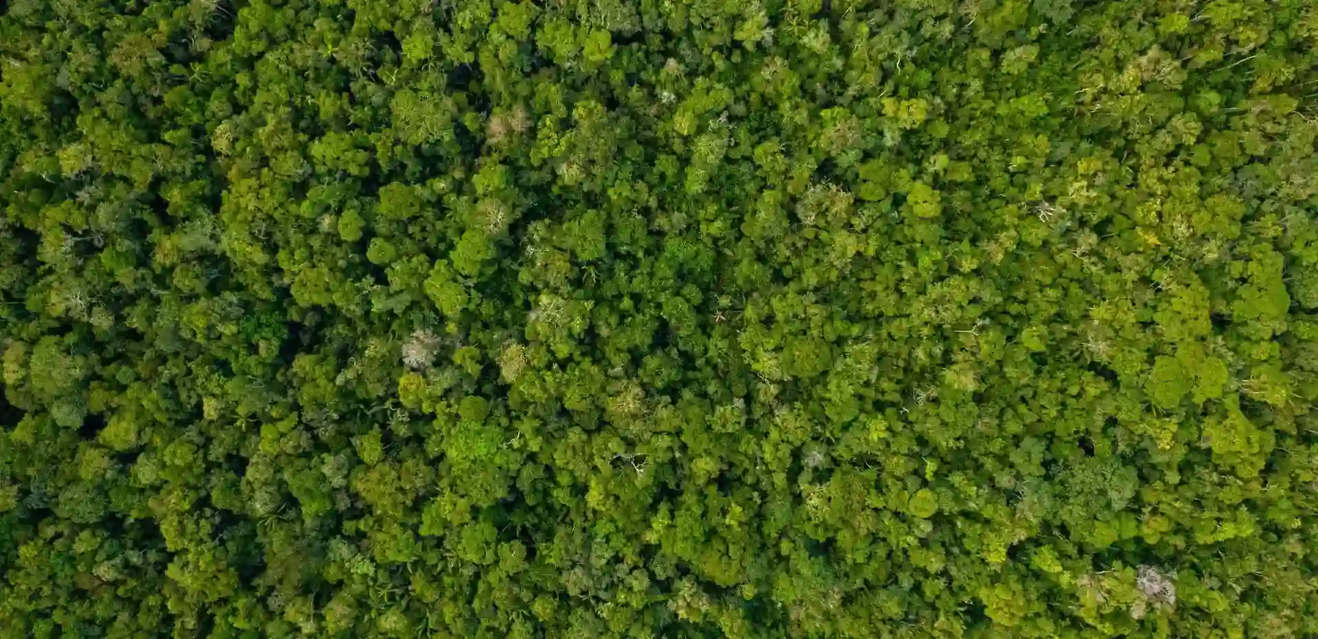 Aerial view of a dense forest