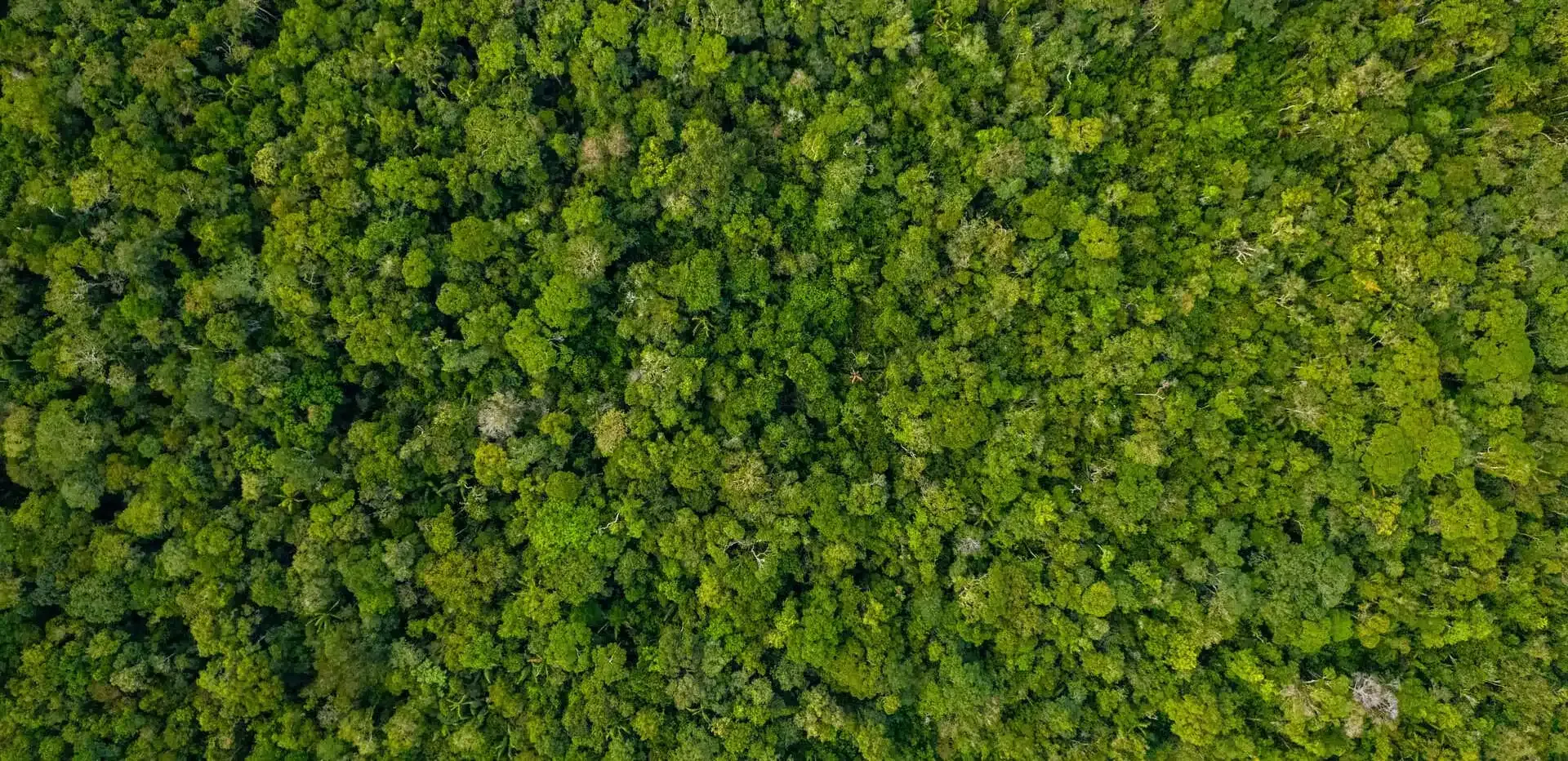 Aerial view of a dense forest