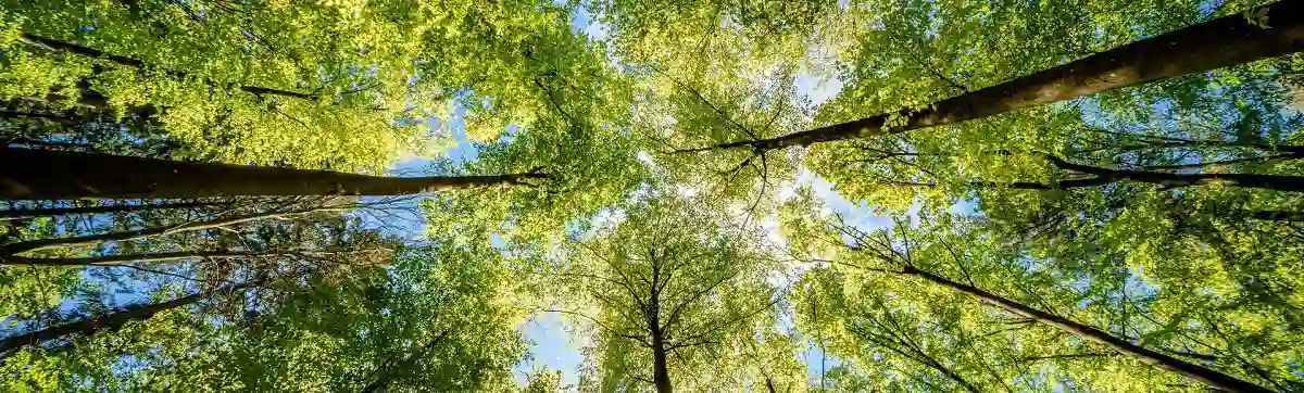 View from below trees in a dense forest