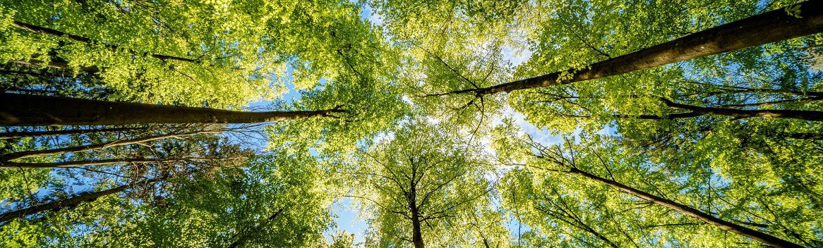 View from below trees in a dense forest