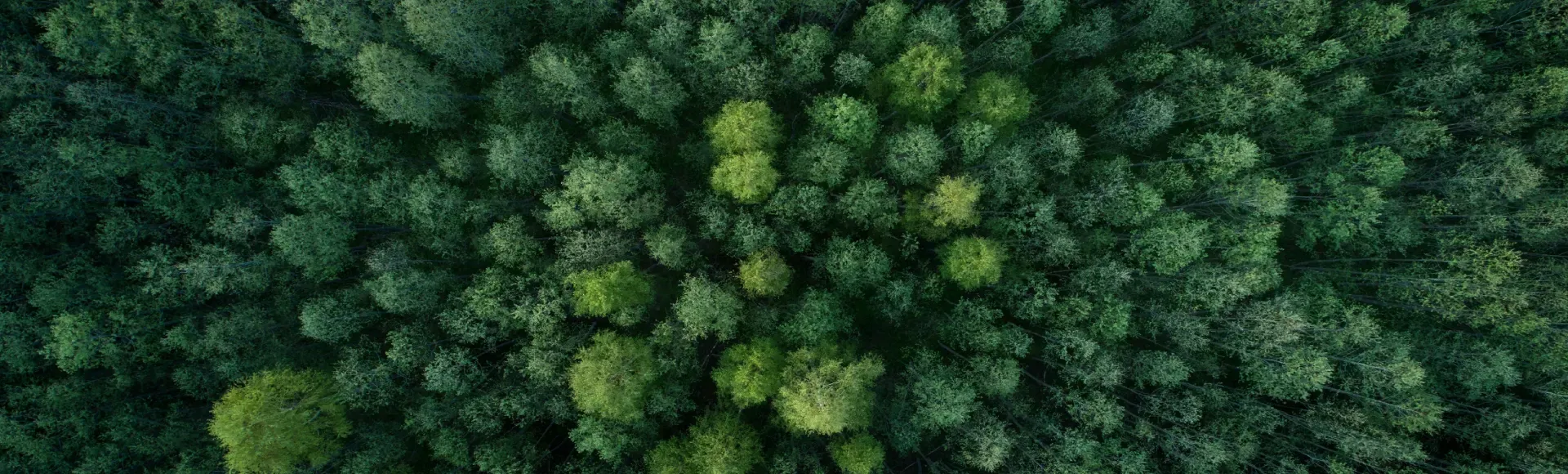 Top view of a dense forest representing TP’s Citizen of the Planet commitment.
