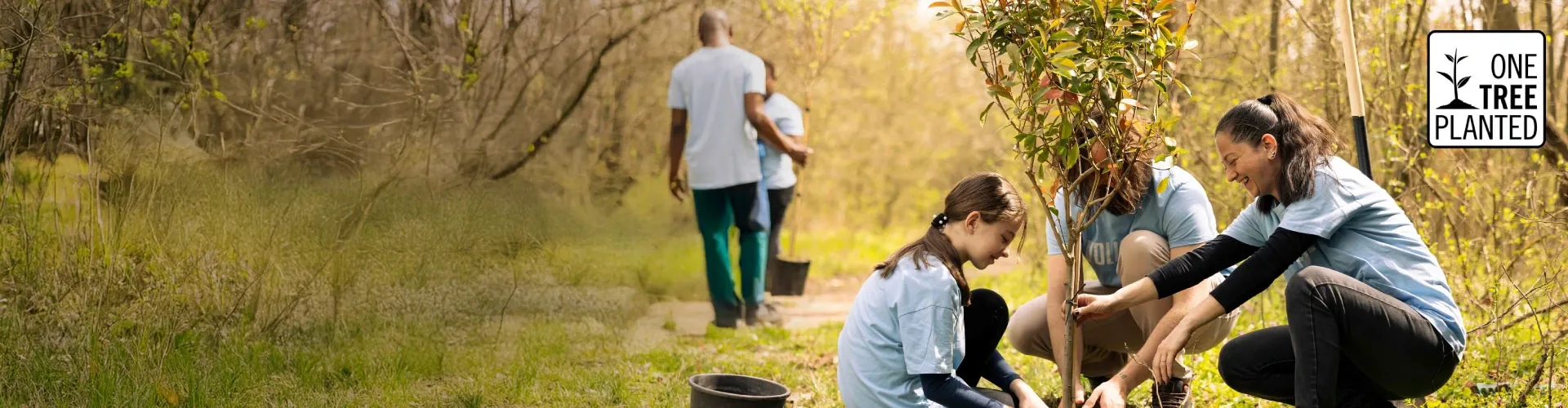 one tree planted